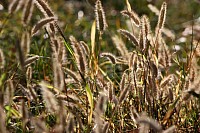 Wild Grass Seeds