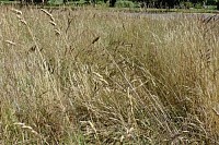 Wild Grasses Seeds