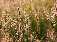 Wild Grass Seed